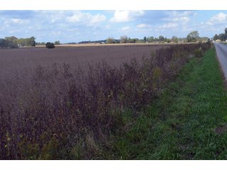 Property photo 67 - EHLE FARMS AUCTION - 118+/- ACRES IN 9 TRACTS IN ALLEN COUNTY, INDIANA